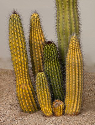 Cacti: Shapes & Colors