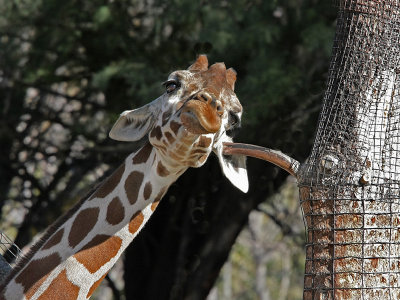 Giraffe Q-Tip