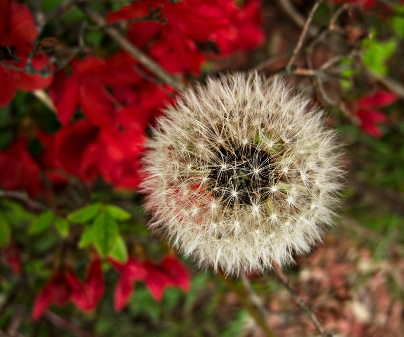 Dandelion clock