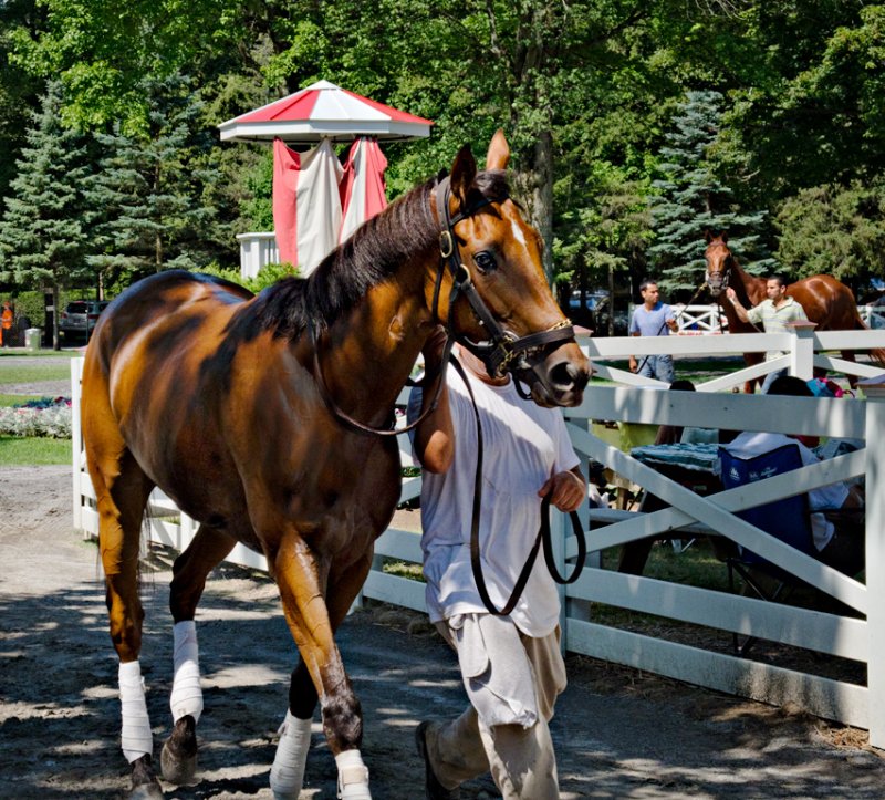 Exercising in the Parade Ring
