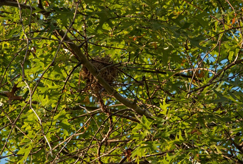Bird Nest