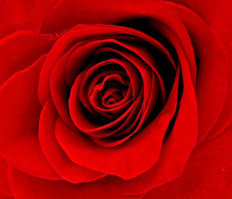  A Rose for Anne