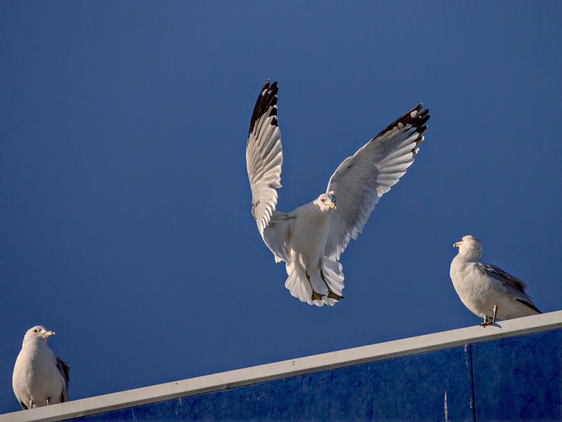 Landing gear down.