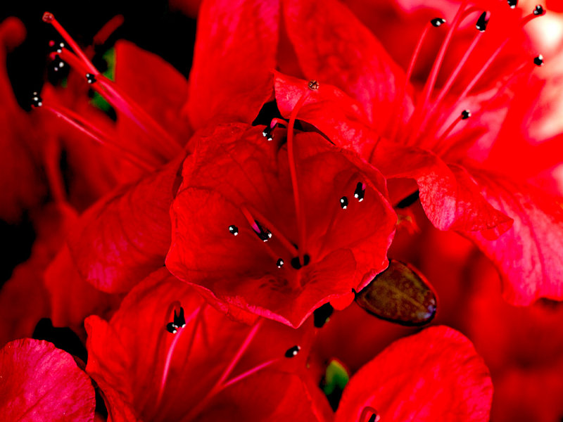 Azaleas