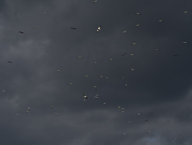 A flock of birds