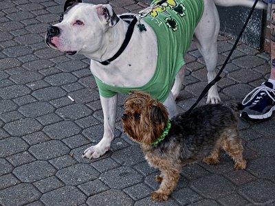 Out for a stroll on St. Patricks Day - March 2011 Challenge #12