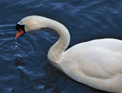 Swan�Swan