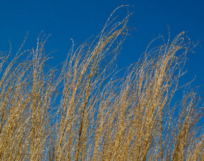 Sunlight on reeds.