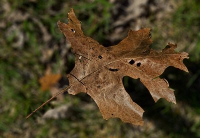 Leftover from autumn.