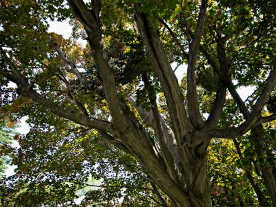 Tree in front yard of my house