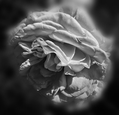 A rose in black & white
