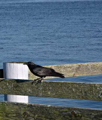 A crow at the shore #2