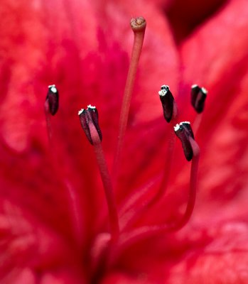 Azalea #2 f/11 See below for f/2.8 version