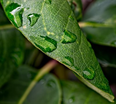Rhododendron leaf