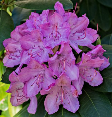 Rhododendron