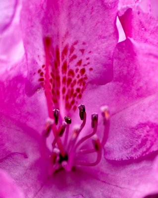 Rhododendron - a single flower