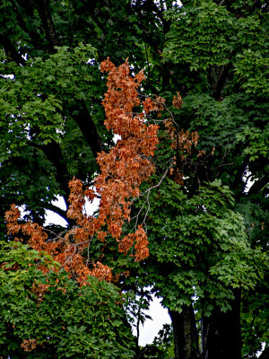 Autumn color in midsummer.