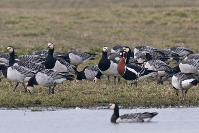 Roodhalsgans / Red-breasted Goose