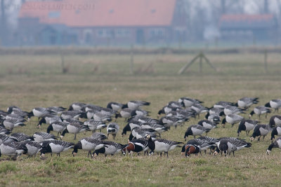 Roodhalsgans / Red-breasted Goose