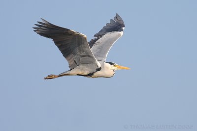 Blauwe Reiger / Grey Heron