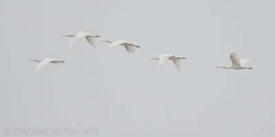 Lepelaar / Spoonbill