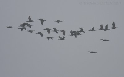 Aalscholver / Cormorant