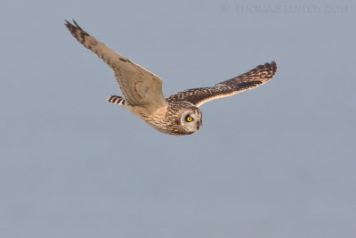 Velduil / Short-eared Owl