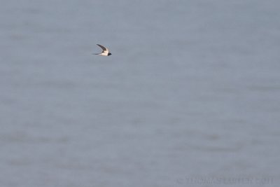 Boerenzwaluw / Barn Swallow