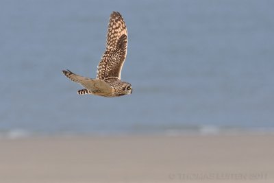 Velduil / Short-eared Owl