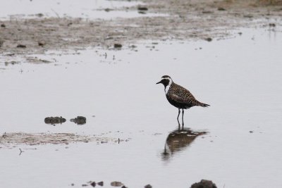 Amerikaanse Goudplevier / American Golden Plover