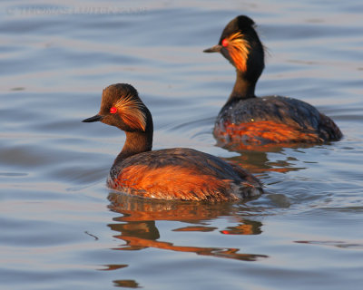 Geoorde Fuut (Podiceps nigricollis)