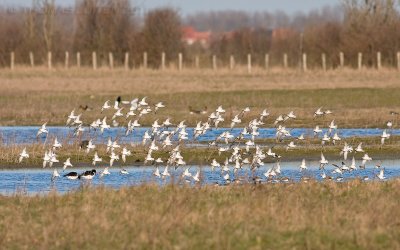 Bonte Strandloper / Dunlin