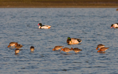 IJslandse Grutto / Icelandic Black-tailed Godwit