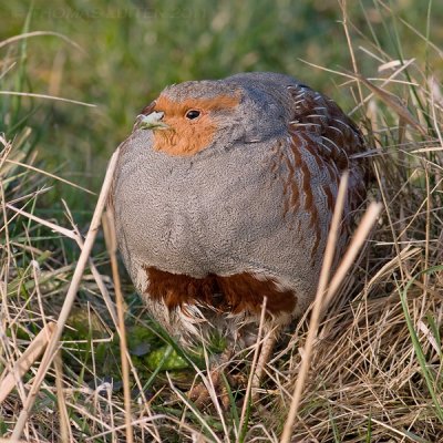 Patrijs / Grey Partridge