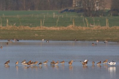 Grutto / Black-tailed Godwit