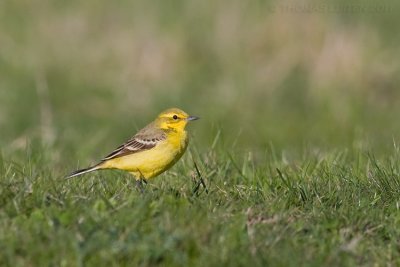 Engelse Kwikstaart / Yellow Wagtail