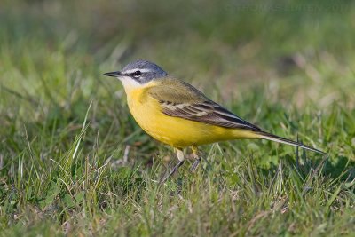 Gele Kwikstaart / Blue-headed Wagtail