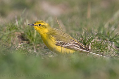 Engelse Kwikstaart / Yellow Wagtail