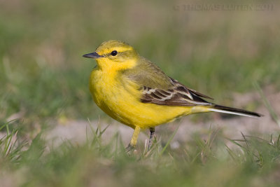 Engelse Kwikstaart / Yellow Wagtail