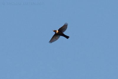 Beflijster / Ring Ouzel