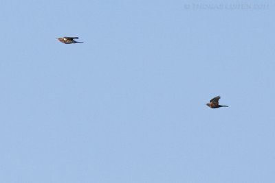 Beflijster / Ring Ouzel