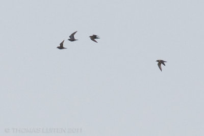 Morinelplevier / Dotterel