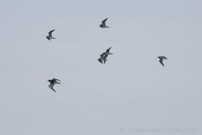 Bosruiter / Wood Sandpiper