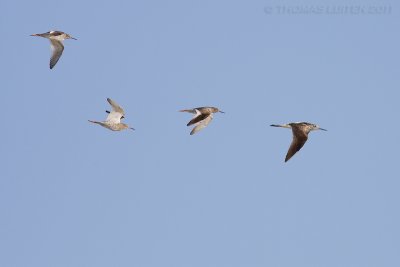 Tureluur / Redshank