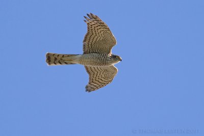 Sperwer / Sparrowhawk
