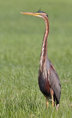 Purperreiger / Purple Heron