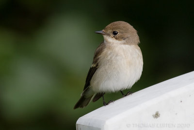 Bonte Vliegenvanger / European Pied Flycatcher