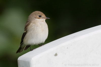 Bonte Vliegenvanger / European Pied Flycatcher