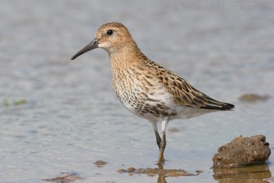 Bonte Strandloper / Dunlin