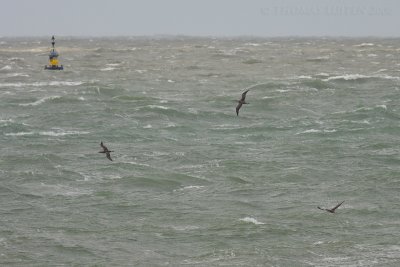 Jan-van-gent / Northern Gannet